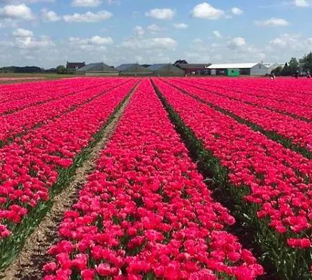 New: Summerhouse Near Beach&lake Noordwijkerhout